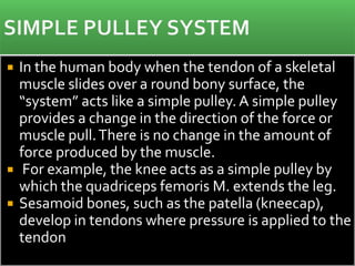  In the human body when the tendon of a skeletal
muscle slides over a round bony surface, the
“system” acts like a simple pulley. A simple pulley
provides a change in the direction of the force or
muscle pull.There is no change in the amount of
force produced by the muscle.
 For example, the knee acts as a simple pulley by
which the quadriceps femoris M. extends the leg.
 Sesamoid bones, such as the patella (kneecap),
develop in tendons where pressure is applied to the
tendon
 