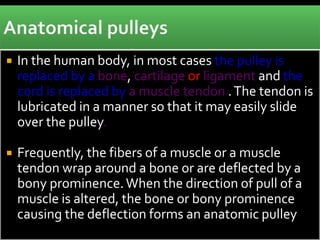  In the human body, in most cases the pulley is
replaced by a bone, cartilage or ligament and the
cord is replaced by a muscle tendon .The tendon is
lubricated in a manner so that it may easily slide
over the pulley.
 Frequently, the fibers of a muscle or a muscle
tendon wrap around a bone or are deflected by a
bony prominence.When the direction of pull of a
muscle is altered, the bone or bony prominence
causing the deflection forms an anatomic pulley
 