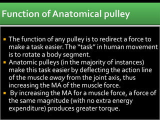  The function of any pulley is to redirect a force to
make a task easier.The “task” in human movement
is to rotate a body segment.
 Anatomic pulleys (in the majority of instances)
make this task easier by deflecting the action line
of the muscle away from the joint axis, thus
increasing the MA of the muscle force.
 By increasing the MA for a muscle force, a force of
the same magnitude (with no extra energy
expenditure) produces greater torque.
 