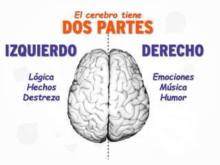 DOS PARTES
El cerebro tiene
IZQUIERDO DERECHO
Lógica
Hechos
Destreza
Emociones
Música
Humor
 