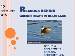 REASONS BEHIND
GREBE’S DEATH IN CLEAR LAKE.
GROUP 4
DEPARTMENT :-
ZOOLOGY
SEMESTER :-7th
13
SEPTEMBER
2017.
 