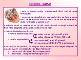 Atrii Inima FIZIOLOGIA APARATULUI CARDIO-VASCULAR.pdf