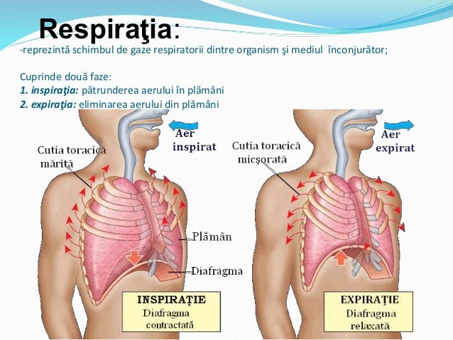 2 Aparatul Respirator Aparatul Respirator