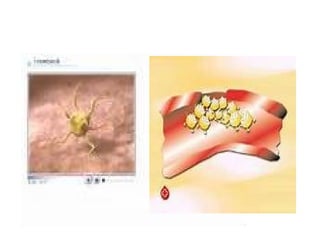 Fiziologija krvi