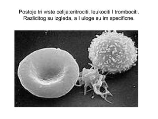 Postoje tri vrste celija:eritrociti, leukociti I trombociti.
Razlicitog su izgleda, a I uloge su im specificne.

 