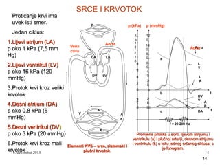 Proticanje krvi ima
uvek isti smer.

SRCE I KRVOTOK
P

p (kPa)

Jedan ciklus:
1.Lijevi atrijum (LA)
p oko 1 kPa (7,5 mm
Hg)

Aorta

Vena
cava
DA

2.Lijevi ventrikul (LV)
p oko 16 kPa (120
mmHg)

1
6
1
4
1
2
1
0
8

LA

6
DV

LV

4

5.Desni ventrikul (DV)
p oko 3 kPa (20 mmHg)
6.Protok krvi kroz mali
krvotok 2013
16. decembar

12
0
10
0
8
0

0

3
2
1
0

K
A
r

a
L
V
L
A

2
0

0

V

Aorta
Aorta

6
0
4
0

2

3.Protok krvi kroz veliki
krvotok
4.Desni atrijum (DA)
p oko 0,8 kPa (6
mmHg)

p (mmHg)

b

DV
D
V

2
0
1
00
c

t
A
P

DA

t

f = 20-200 Hz
K

Elementi KVS – srce, sistemski i
plućni krvotok.
krvotok

Promjena pritiska u aorti, lijevom atrijumu i
ventrikulu (a) i plućnoj arteriji, desnom atrijumu
i ventrikulu (b) u toku jednog srčanog ciklusa; c
je fonogram.
14
14

 