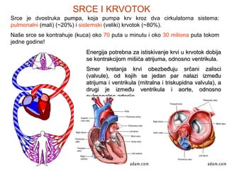 SRCE I KRVOTOK
Srce je dvostruka pumpa, koja pumpa krv kroz dva cirkulatorna sistema:
pump
pulmonalni (mali) (~20%) i sistemski (veliki) krvotok (~80%).
Naše srce se kontrahuje (kuca) oko 70 puta u minutu i oko 30 miliona puta tokom
jedne godine!
Energija potrebna za istiskivanje krvi u krvotok dobija
se kontrakcijom mišića atrijuma, odnosno ventrikula.
Smer kretanja krvi obezbeđuju srčani zalisci
(valvule), od kojih se jedan par nalazi između
atrijuma i ventrikula (mitralna i triskupidna valvula), a
drugi je između ventrikula i aorte, odnosno
pulmonalne arterije.

16. decembar 2013

17
17

 