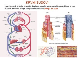 KRVNI SUDOVI
Krvni sudovi: arterije, arteriole, kapilare, venule, vene. Ako bi nastavili sve krvne
sudove jedne na druge, mogli bi smo okružiti Zemlju 2,5 puta.

16. decembar 2013

18
18

 