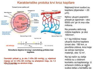 Karakteristike protoka krvi kroz kapilare
Najmanji krvni sudovi su
kapilare (dijametar ~ 20
µm).
Njihov ukupni poprečni
presek je ogroman - oko
6000 cm2 jer ih ima više
miliona.
Na preseku aktivnog
mišića kapilara je oko
190/mm2.
pk
od arterija

p
o

pk
υ krvi

p
o

ka venama

Simultano dejstvo krvnog i osmotskog pritiska duž
kapilare.
Osmotski pritisak po je oko 3 kPa (20 mmHg), pk vrijednost
mijenja od 3,3 kPa (25 mmHg) na arterijskom kraju, do 1,3
kPadecembar 2013 na venskom kraju.
16. (10 mmHg)

U 1 kg mišićne mase
ukupna dužina kapilara
iznosi oko 190 km, a
površina zidova, kroz koje
se odvija razmena
materije, oko 12 m2.
Na taj način su ćelije
mišića su u dobrom
kontaktu sa kapilarama. U
24
srčanom mišiću je skoro
24
svaka ćelija u kontaktu sa

 