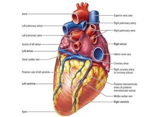 Fiziologija kardiovaskularnog sistema