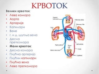Fiziologija kardiovaskularnog sistema