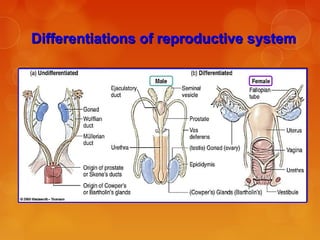 Differentiations of reproductive systemDifferentiations of reproductive system
 