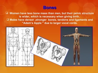 BonesBones
 Women have less bone mass than men, but their pelvic structure
is wider, which is necessary when giving birth.
 Males have denser ,stronger bones, tendons and ligaments and
“Adam’s Apple ” due to larger vocal cords.
 