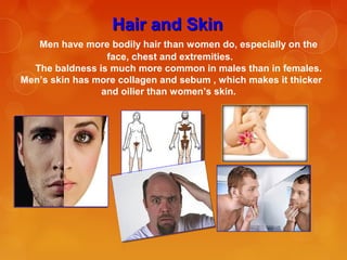 Hair and SkinHair and Skin
Men have more bodily hair than women do, especially on the
face, chest and extremities.
The baldness is much more common in males than in females.
Men’s skin has more collagen and sebum , which makes it thicker
and oilier than women’s skin.
 