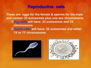 Reproductive cellsReproductive cells
These are: eggs for the female & sperms for the male
and contain 22 autosomes plus one sex chromosome.
Egg cellsEgg cells will have: 22 autosomes and 1X
chromosome
Sperm cellsSperm cells will have: 22 autosomes and either
1X or 1Y chromosome.
 