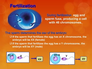 FertilizationFertilization
During fertilizationDuring fertilization,, egg and
sperm fuse, producing a cell
with 46 chromosomes.
The sperm determines the sex of the embryo:The sperm determines the sex of the embryo:
 If the sperm that fertilizes the egg has an X chromosome, the
embryo will be XX (female)
 If the sperm that fertilizes the egg has a Y chromosome, the
embryo will be XY (male)
22+X
22+X
XXXX
22+X
22+Y
XYXY
XX YY
 