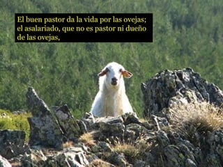 El buen pastor da la vida por las ovejas;
el asalariado, que no es pastor ni dueño
de las ovejas,
 
