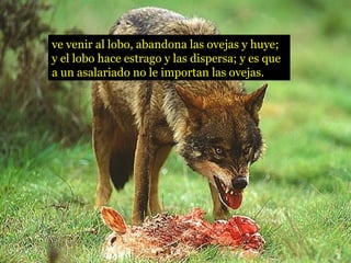 ve venir al lobo, abandona las ovejas y huye;
y el lobo hace estrago y las dispersa; y es que
a un asalariado no le importan las ovejas.
 
