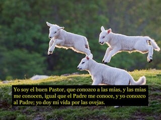 Yo soy el buen Pastor, que conozco a las mías, y las mías
me conocen, igual que el Padre me conoce, y yo conozco
al Padre; yo doy mi vida por las ovejas.
 