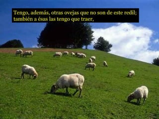 Tengo, además, otras ovejas que no son de este redil;
también a ésas las tengo que traer,
 