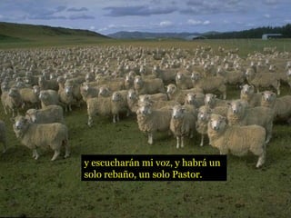 y escucharán mi voz, y habrá un
solo rebaño, un solo Pastor.
 