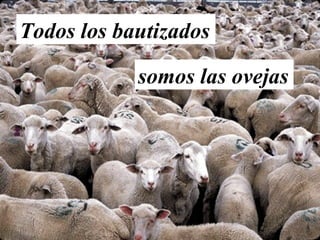 Todos los bautizados
somos las ovejas
 