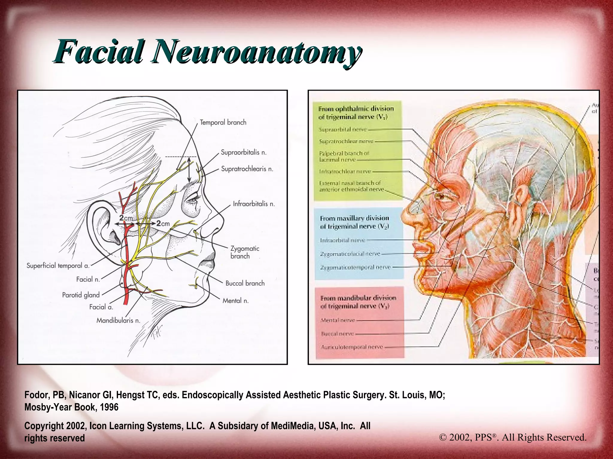 Facial Aging Process and Anatomy | PPT