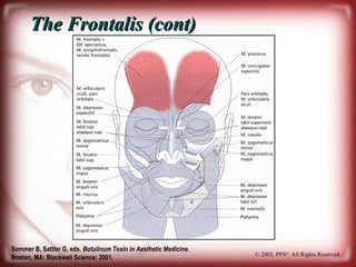 Frontalis Patterns Facial Aging Process and Anatomy | PPT