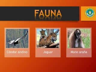 Cóndor andino Jaguar Mono araña
 