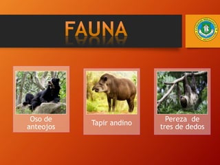 Oso de
anteojos
Tapir andino
Pereza de
tres de dedos
 