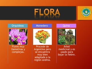 Flores muy
llamativas y
complejas.
Orquídeas
Procede de
Argentina pero
se encuentra
muy bien
adaptada a la
región andina.
Monedero
Árbol
medicinal y es
usado para
bajar la fiebre.
Quina
 