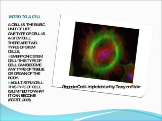 INTRO TO A CELL A CELL IS  THE BASIC UNIT OF LIFE.  ONE TYPE OF CELL IS A STEM CELL THERE ARE TWO TYPES OF STEM CELLS. EMBRYONIC STEM CELL-THIS TYPE OF CELL CAN BECOME ANY TYPE OF TISSUE OR ORGAN OF THE BODY. ADULT STEM CELL- THIS TYPE OF CELL IS LIMITED TO WHAT IT CAN BECOME (SCOTT, 2006) “monster” cell- triple labeled by Trazy on flickr 