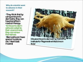 Why do scientist want to advance in their research? They think that by using embryonic stem cells, they can have benefits in medical therapy. Embryonic stem cells can adapt to their environment, they can renew themselves Stem cells can have special functions (ex. Heart beat muscle)  Mouse embryonic stem cell by California  Institute for Regenerative Medicine on flickr 
