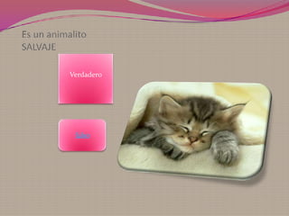 Es un animalito
SALVAJE

           Verdadero




            falso
 