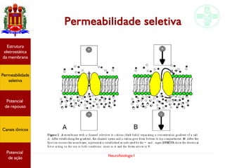 Neurofisiologia I
Permeabilidade seletiva
Potencial
graduado
Permeabilidade
seletiva
Estrutura
eletrostática
da membrana
Potencial
de ação
Potencial
graduado
Permeabilidade
seletiva
Estrutura
eletrostática
da membrana
Potencial
de ação
Potencial
graduado
Permeabilidade
seletiva
Estrutura
eletrostática
da membrana
Potencial
de ação
Potencial
de repouso
Canais iônicos
Permeabilidade
seletiva
Estrutura
eletrostática
da membrana
Potencial
de ação
Potencial
de repouso
Canais iônicos
 