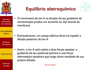 Neurofisiologia I
Equilíbrio eletroquímico
Potencial
graduado
Permeabilidade
seletiva
Estrutura
eletrostática
da membrana
Potencial
de ação
● O movimento do íon A na direção de seu gradiente de
concentração produz um aumento no Δψ através da
membrana
●
Eventualmente, um campo elétrico forte irá impedir a
difusão posterior do íon A
●
Assim, o íon A está sujeito a duas forças opostas: o
gradiente de seu potencial químico e uma força
eletrostática opositora que surge como resultado de sua
própria difusão.
Potencial
graduado
Permeabilidade
seletiva
Estrutura
eletrostática
da membrana
Potencial
de ação
Potencial
graduado
Permeabilidade
seletiva
Estrutura
eletrostática
da membrana
Potencial
de ação
Potencial
de repouso
Canais iônicos
Permeabilidade
seletiva
Estrutura
eletrostática
da membrana
Potencial
de ação
Potencial
de repouso
Canais iônicos
 