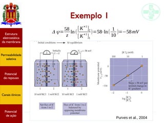 Neurofisiologia I
Exemplo 1
Potencial
graduado
Permeabilidade
seletiva
Estrutura
eletrostática
da membrana
Potencial
de ação
Purves et al., 2004
Δ ψ=
58
z
ln (
[ K
+1
]2
[ K
+1
]1
)=58⋅ln(
1
10
)=−58mV
Potencial
graduado
Permeabilidade
seletiva
Estrutura
eletrostática
da membrana
Potencial
de ação
Potencial
graduado
Permeabilidade
seletiva
Estrutura
eletrostática
da membrana
Potencial
de ação
Potencial
de repouso
Canais iônicos
Permeabilidade
seletiva
Estrutura
eletrostática
da membrana
Potencial
de ação
Potencial
de repouso
Canais iônicos
 