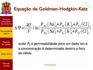Neurofisiologia I
Equação de Goldman-Hodgkin-Katz
Δ Ψ=(
RT
F
)⋅ln(
PNa⋅[Na]e+PK⋅[K ]e +PCl⋅[Cl]i
PNa⋅[Na]i+PK⋅[K ]i+PCl⋅[Cl]e
)
Potencial
graduado
Permeabilidade
seletiva
Estrutura
eletrostática
da membrana
Potencial
de ação
onde PA é permeabilidade para um dado íon e
a concentração é determinada dentro e fora
da célula
Potencial
graduado
Permeabilidade
seletiva
Estrutura
eletrostática
da membrana
Potencial
de ação
Potencial
graduado
Permeabilidade
seletiva
Estrutura
eletrostática
da membrana
Potencial
de ação
Potencial
graduado
Permeabilidade
seletiva
Estrutura
eletrostática
da membrana
Potencial
de ação
Potencial
graduado
Permeabilidade
seletiva
Estrutura
eletrostática
da membrana
Potencial
de ação
Potencial
de repouso
Canais iônicos
Permeabilidade
seletiva
Estrutura
eletrostática
da membrana
Potencial
de ação
Potencial
de repouso
Canais iônicos
 