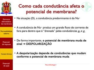 Neurofisiologia I
Como cada condutância afeta o
potencial de membrana?
●
Na situação (D), a condutância predominante é do Na+
●
A condutância de Na+ produz um grande fluxo de corrente de
fora para dentro que é “drenada” pelas condutâncias gK e gL
●
De forma importante, o potencial de membrana muda de
sinal DESPOLARIZAÇÃO→
●
A despolarização depende de condutâncias que mudam
conforme o potencial de membrana muda
Potencial
graduado
Permeabilidade
seletiva
Estrutura
eletrostática
da membrana
Potencial
de ação
Potencial
graduado
Permeabilidade
seletiva
Estrutura
eletrostática
da membrana
Potencial
de ação
Potencial
graduado
Permeabilidade
seletiva
Estrutura
eletrostática
da membrana
Potencial
de ação
Potencial
graduado
Permeabilidade
seletiva
Estrutura
eletrostática
da membrana
Potencial
de ação
Potencial
de repouso
Canais iônicosPotencial
graduado
Permeabilidade
seletiva
Estrutura
eletrostática
da membrana
Potencial
de ação
Potencial
graduado
Permeabilidade
seletiva
Estrutura
eletrostática
da membrana
Potencial
de ação
Potencial
graduado
Permeabilidade
seletiva
Estrutura
eletrostática
da membrana
Potencial
de ação
Potencial
graduado
Permeabilidade
seletiva
Estrutura
eletrostática
da membrana
Potencial
de ação
Potencial
de repouso
Canais iônicos
Permeabilidade
seletiva
Estrutura
eletrostática
da membrana
Potencial
de ação
Potencial
de repouso
Canais iônicos
 