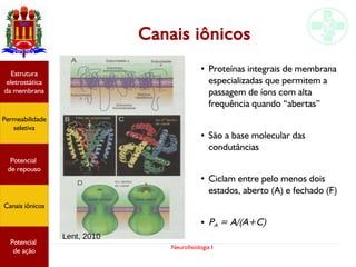 Neurofisiologia I
Canais iônicos
Potencial
graduado
Permeabilidade
seletiva
Estrutura
eletrostática
da membrana
Potencial
de ação
Potencial
graduado
Permeabilidade
seletiva
Estrutura
eletrostática
da membrana
Potencial
de ação
Potencial
graduado
Permeabilidade
seletiva
Estrutura
eletrostática
da membrana
Potencial
de ação
Potencial
graduado
Permeabilidade
seletiva
Estrutura
eletrostática
da membrana
Potencial
de ação
Potencial
de repouso
Canais iônicos
●
Proteínas integrais de membrana
especializadas que permitem a
passagem de íons com alta
frequência quando “abertas”
●
São a base molecular das
condutâncias
●
Ciclam entre pelo menos dois
estados, aberto (A) e fechado (F)
● PA = A/(A+C)
Lent, 2010
Permeabilidade
seletiva
Estrutura
eletrostática
da membrana
Potencial
de ação
Potencial
de repouso
Canais iônicos
 