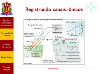 Neurofisiologia I
Registrando canais iônicos
Potencial
graduado
Permeabilidade
seletiva
Estrutura
eletrostática
da membrana
Potencial
de ação
Potencial
graduado
Permeabilidade
seletiva
Estrutura
eletrostática
da membrana
Potencial
de ação
Potencial
graduado
Permeabilidade
seletiva
Estrutura
eletrostática
da membrana
Potencial
de ação
Potencial
graduado
Permeabilidade
seletiva
Estrutura
eletrostática
da membrana
Potencial
de ação
Potencial
de repouso
Canais iônicos
Permeabilidade
seletiva
Estrutura
eletrostática
da membrana
Potencial
de ação
Potencial
de repouso
Canais iônicos
 