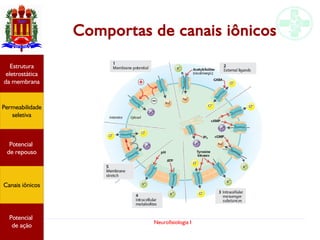 Neurofisiologia I
Comportas de canais iônicos
Potencial
graduado
Permeabilidade
seletiva
Estrutura
eletrostática
da membrana
Potencial
de ação
Potencial
graduado
Permeabilidade
seletiva
Estrutura
eletrostática
da membrana
Potencial
de ação
Potencial
graduado
Permeabilidade
seletiva
Estrutura
eletrostática
da membrana
Potencial
de ação
Potencial
graduado
Permeabilidade
seletiva
Estrutura
eletrostática
da membrana
Potencial
de ação
Potencial
de repouso
Canais iônicos
Permeabilidade
seletiva
Estrutura
eletrostática
da membrana
Potencial
de ação
Potencial
de repouso
Canais iônicos
 