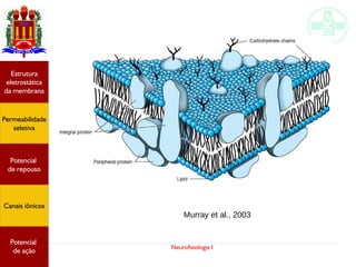 Neurofisiologia I
Murray et al., 2003
Potencial
graduado
Permeabilidade
seletiva
Estrutura
eletrostática
da membrana
Potencial
de ação
Potencial
graduado
Permeabilidade
seletiva
Estrutura
eletrostática
da membrana
Potencial
de ação
Potencial
de repouso
Canais iônicos
Permeabilidade
seletiva
Estrutura
eletrostática
da membrana
Potencial
de ação
Potencial
de repouso
Canais iônicos
 