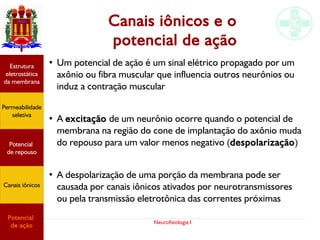 Neurofisiologia I
Canais iônicos e o
potencial de ação
●
Um potencial de ação é um sinal elétrico propagado por um
axônio ou fibra muscular que influencia outros neurônios ou
induz a contração muscular
●
A excitação de um neurônio ocorre quando o potencial de
membrana na região do cone de implantação do axônio muda
do repouso para um valor menos negativo (despolarização)
●
A despolarização de uma porção da membrana pode ser
causada por canais iônicos ativados por neurotransmissores
ou pela transmissão eletrotônica das correntes próximas
Permeabilidade
seletiva
Estrutura
eletrostática
da membrana
Potencial
de ação
Potencial
de repouso
Canais iônicos
 