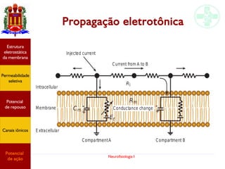Neurofisiologia I
Propagação eletrotônica
Permeabilidade
seletiva
Estrutura
eletrostática
da membrana
Potencial
de ação
Potencial
de repouso
Canais iônicos
 