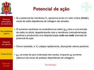 Neurofisiologia I
Potencial de ação
● Se o potencial de membrana Vm aproxima-se de um valor crítico (limiar),
canais de sódio depedentes de voltagem são ativados
● O aumento resultante na condutância ao sódio (gNa) leva a uma entrada
de sódio na célula, despolarizando mais a membrana (retroalimentação
positiva) e produzindo uma despolarização tudo-ou-nada chamada de
potencial de ação
● Como resultado, o Vm colapsa rapidamente, alcançando valores positivos.
● gNa cai antes do pico (inativação dos canais), enquanto gK aumenta
(abertura de canais de potássio dependentes de voltagem)
Permeabilidade
seletiva
Estrutura
eletrostática
da membrana
Potencial
de ação
Potencial
de repouso
Canais iônicos
 