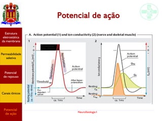 Neurofisiologia I
Potencial de ação
Permeabilidade
seletiva
Estrutura
eletrostática
da membrana
Potencial
de ação
Potencial
de repouso
Canais iônicos
 