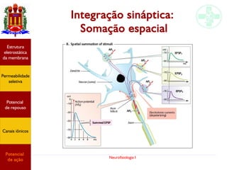 Neurofisiologia I
Integração sináptica:
Somação espacial
Permeabilidade
seletiva
Estrutura
eletrostática
da membrana
Potencial
de ação
Potencial
de repouso
Canais iônicos
 