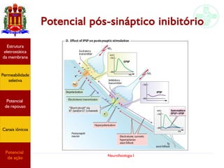 Neurofisiologia I
Potencial pós-sináptico inibitório
Permeabilidade
seletiva
Estrutura
eletrostática
da membrana
Potencial
de ação
Potencial
de repouso
Canais iônicos
 