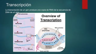 Transcripción
La transcripción de un gen produce una copia de RNA de la secuencia de
DNA de un gen.
 